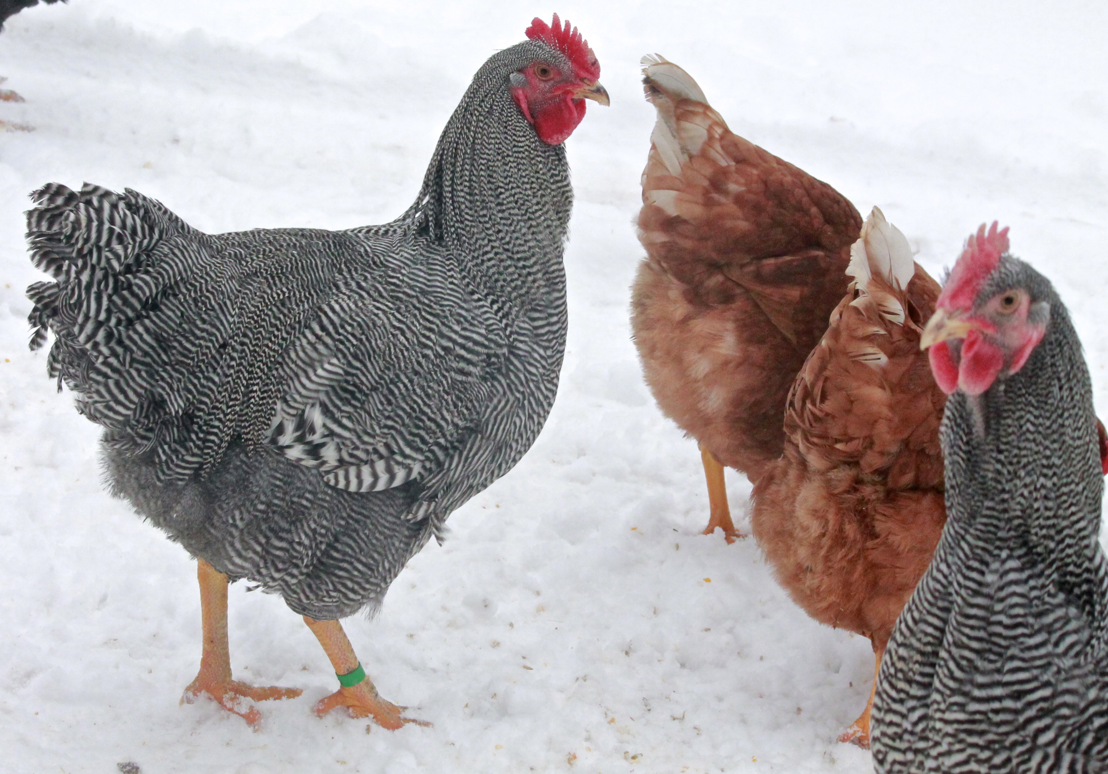 Gatsby, our 2014 breeding Barred Plymouth Rock #1 choice. He is 26 weeks old here. Hatched June 28th 2013
with photobomber ;)