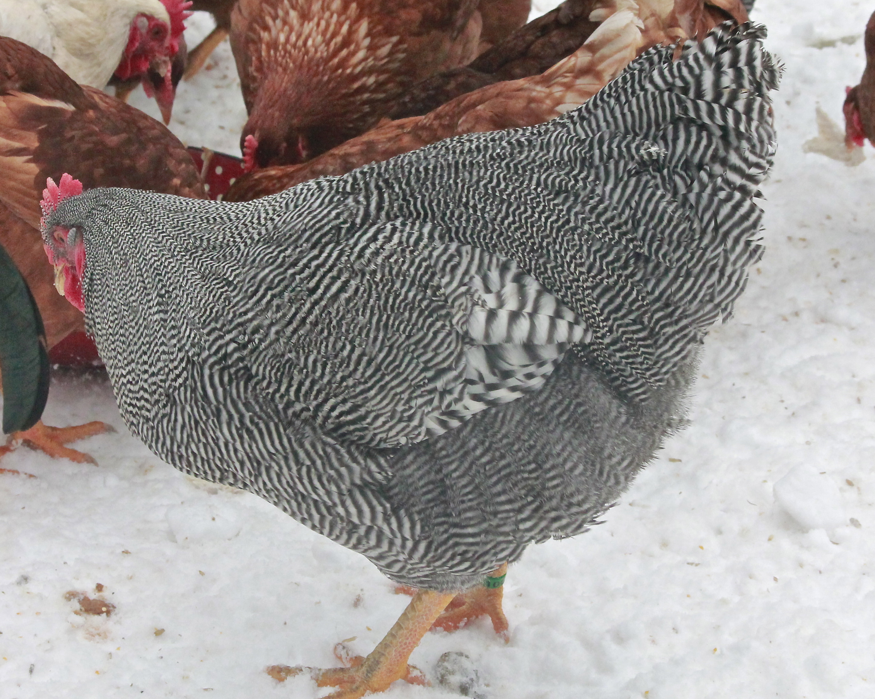 Gatsby, our 2014 breeding Barred Plymouth Rock #1 choice. He is 26 weeks old here. Hatched June 28th 2013