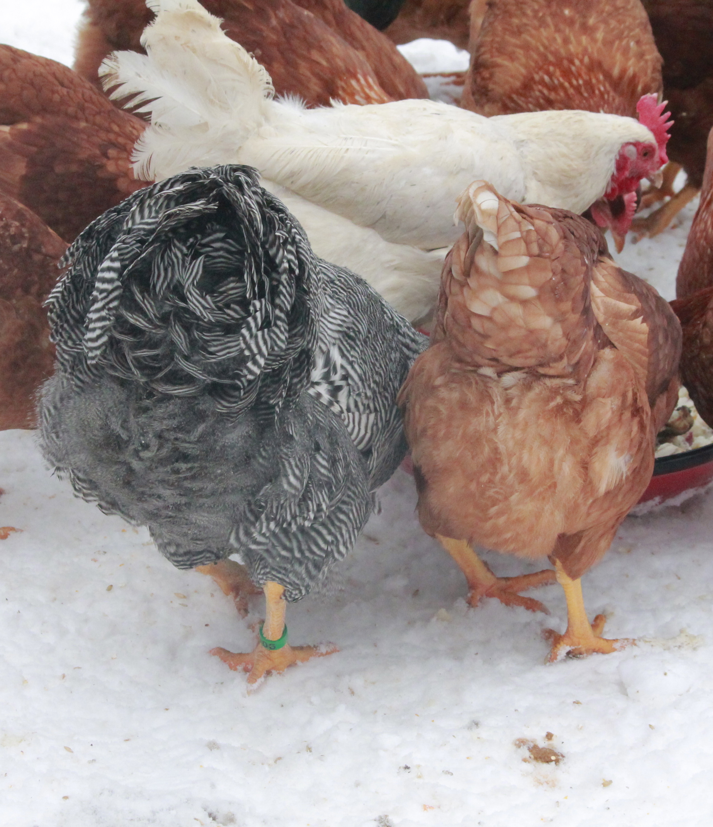 Gatsby, our 2014 breeding Barred Plymouth Rock #1 choice. He is 26 weeks old here. Hatched June 28th 2013