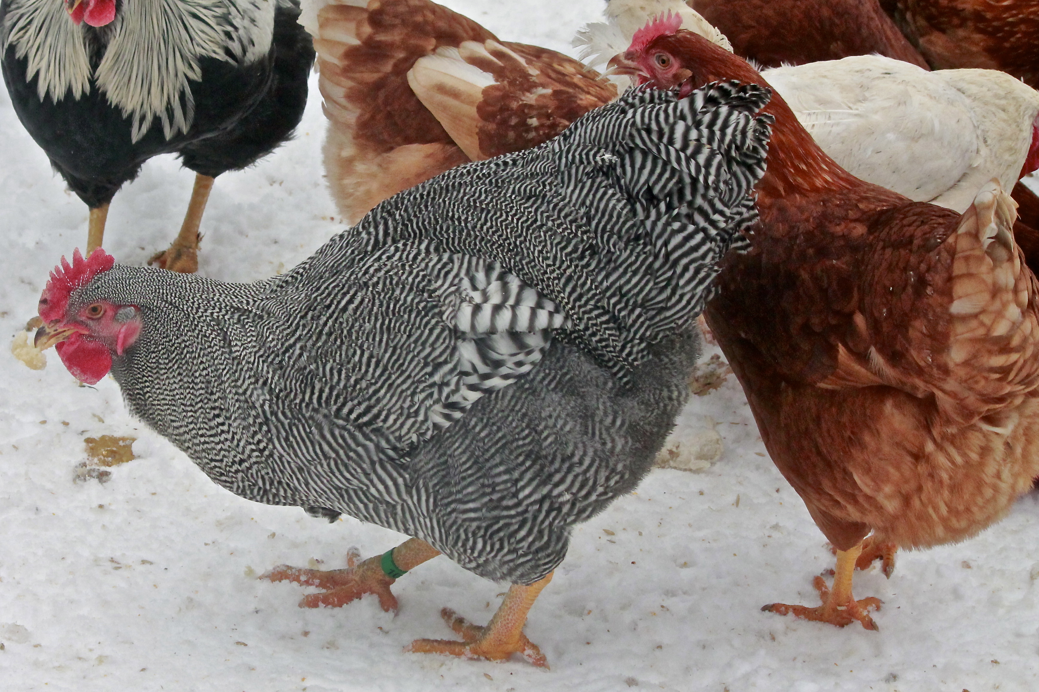 Gatsby, our 2014 breeding Barred Plymouth Rock #1 choice. He is 26 weeks old here. Hatched June 28th 2013