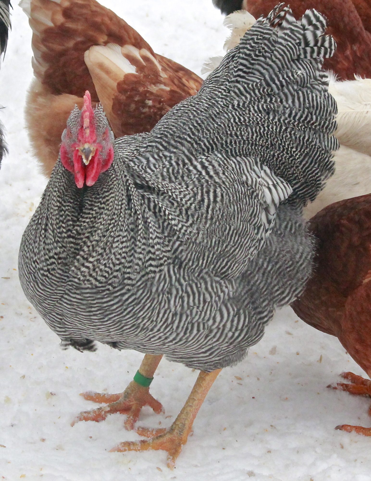 Gatsby, our 2014 breeding Barred Plymouth Rock #1 choice. He is 26 weeks old here. Hatched June 28th 2013