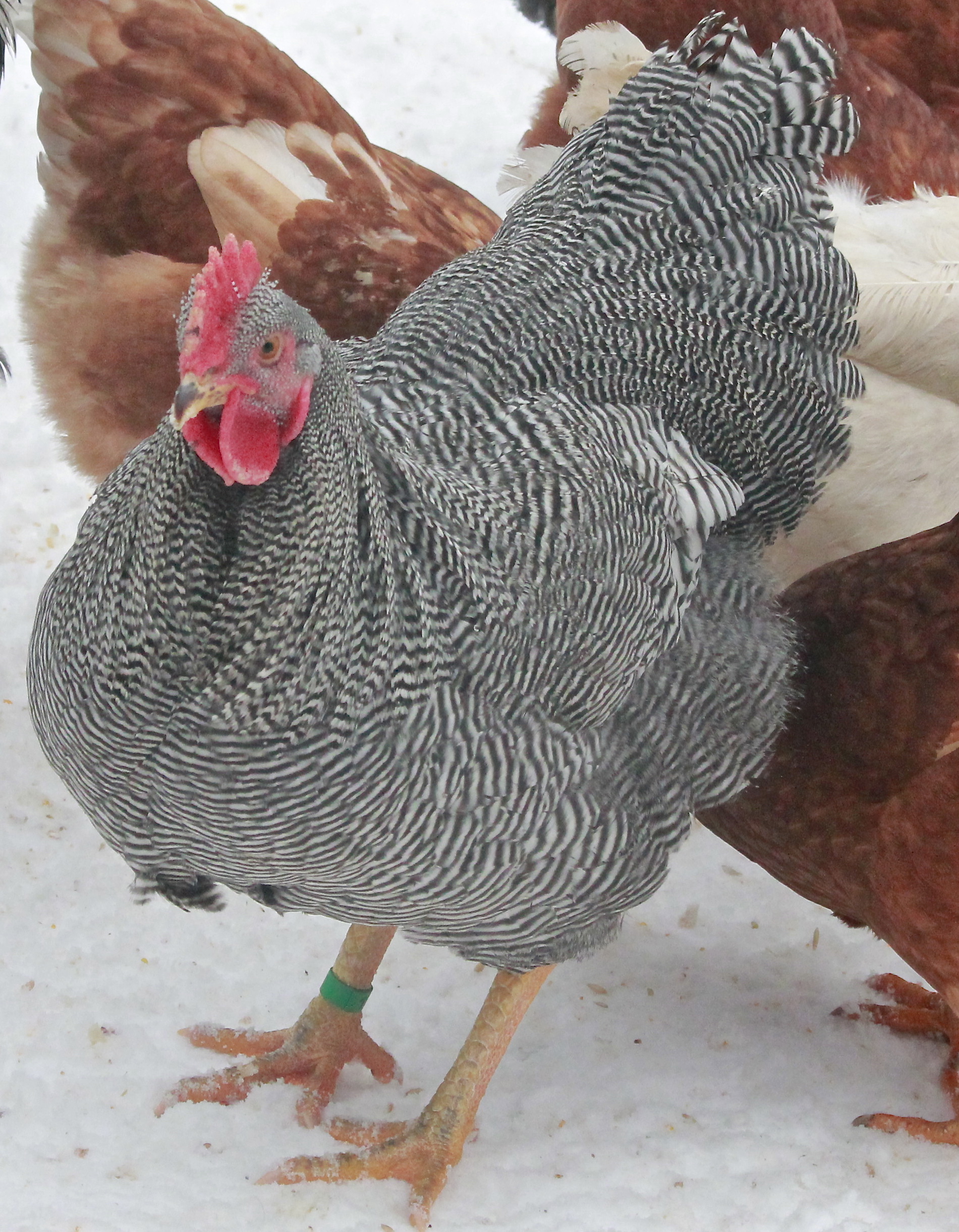 Gatsby, our 2014 breeding Barred Plymouth Rock #1 choice. He is 26 weeks old here. Hatched June 28th 2013
