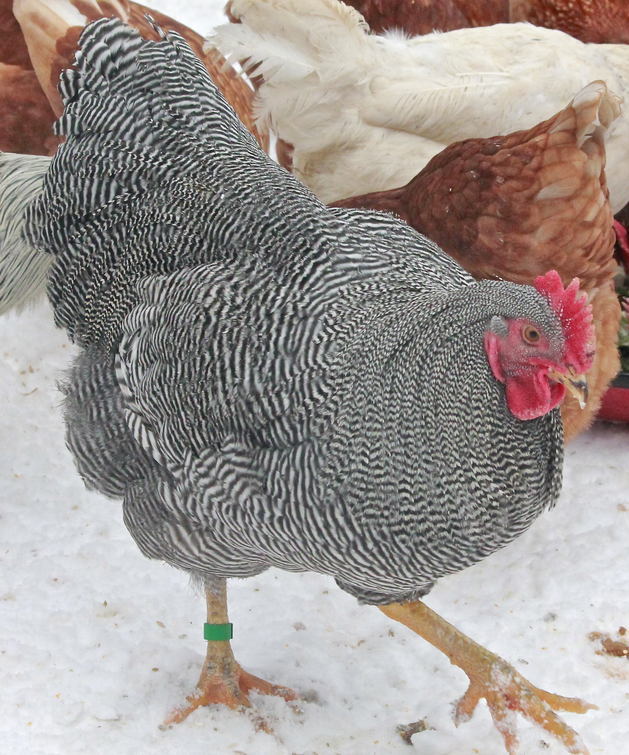 Gatsby, our 2014 breeding Barred Plymouth Rock #1 choice. He is 26 weeks old here. Hatched June 28th 2013