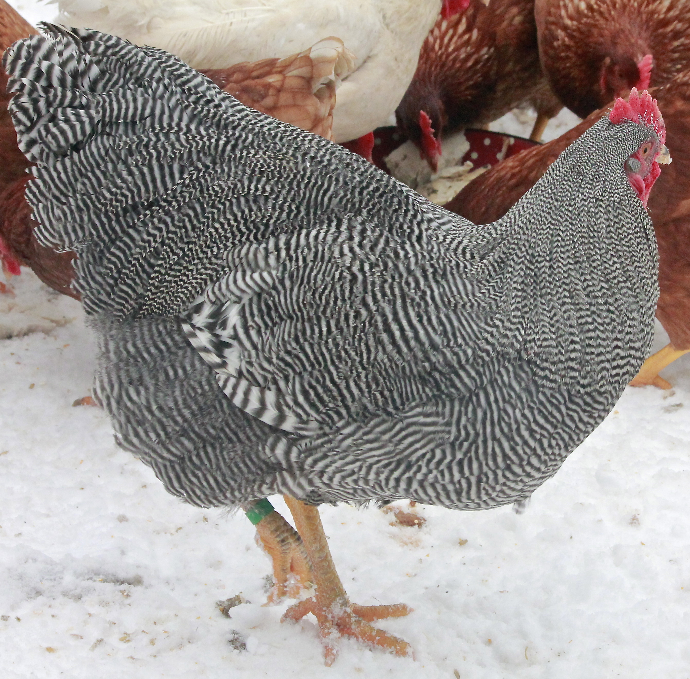 Gatsby, our 2014 breeding Barred Plymouth Rock #1 choice. He is 26 weeks old here. Hatched June 28th 2013