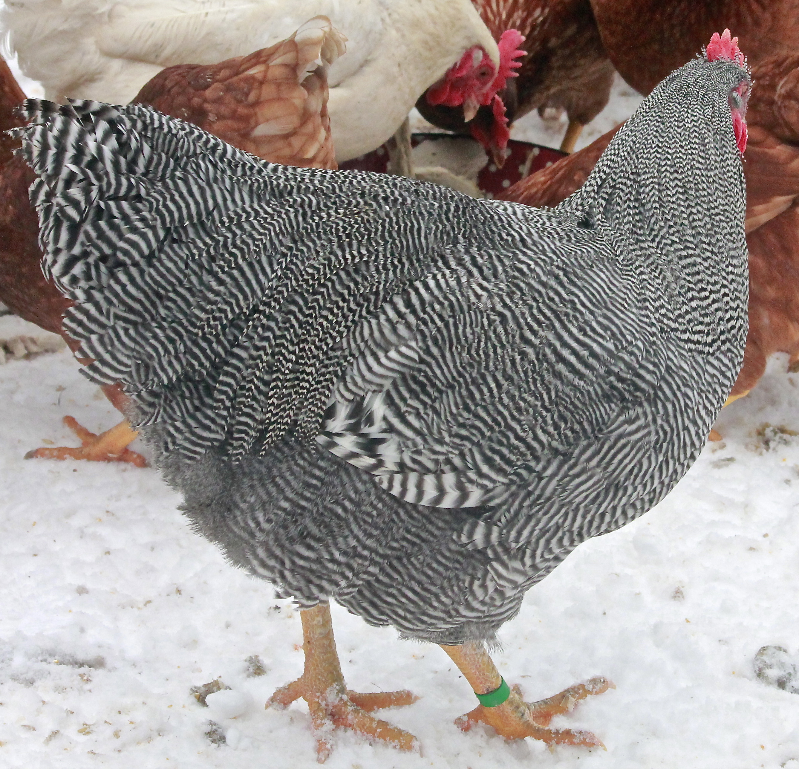 Gatsby, our 2014 breeding Barred Plymouth Rock #1 choice. He is 26 weeks old here. Hatched June 28th 2013