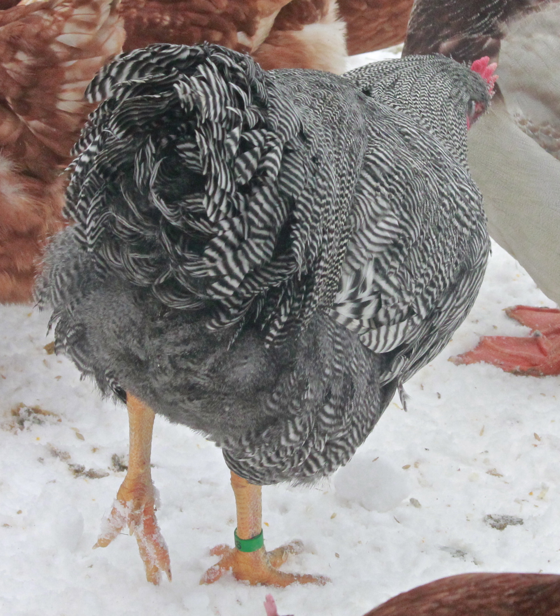 Gatsby, our 2014 breeding Barred Plymouth Rock #1 choice. He is 26 weeks old here. Hatched June 28th 2013