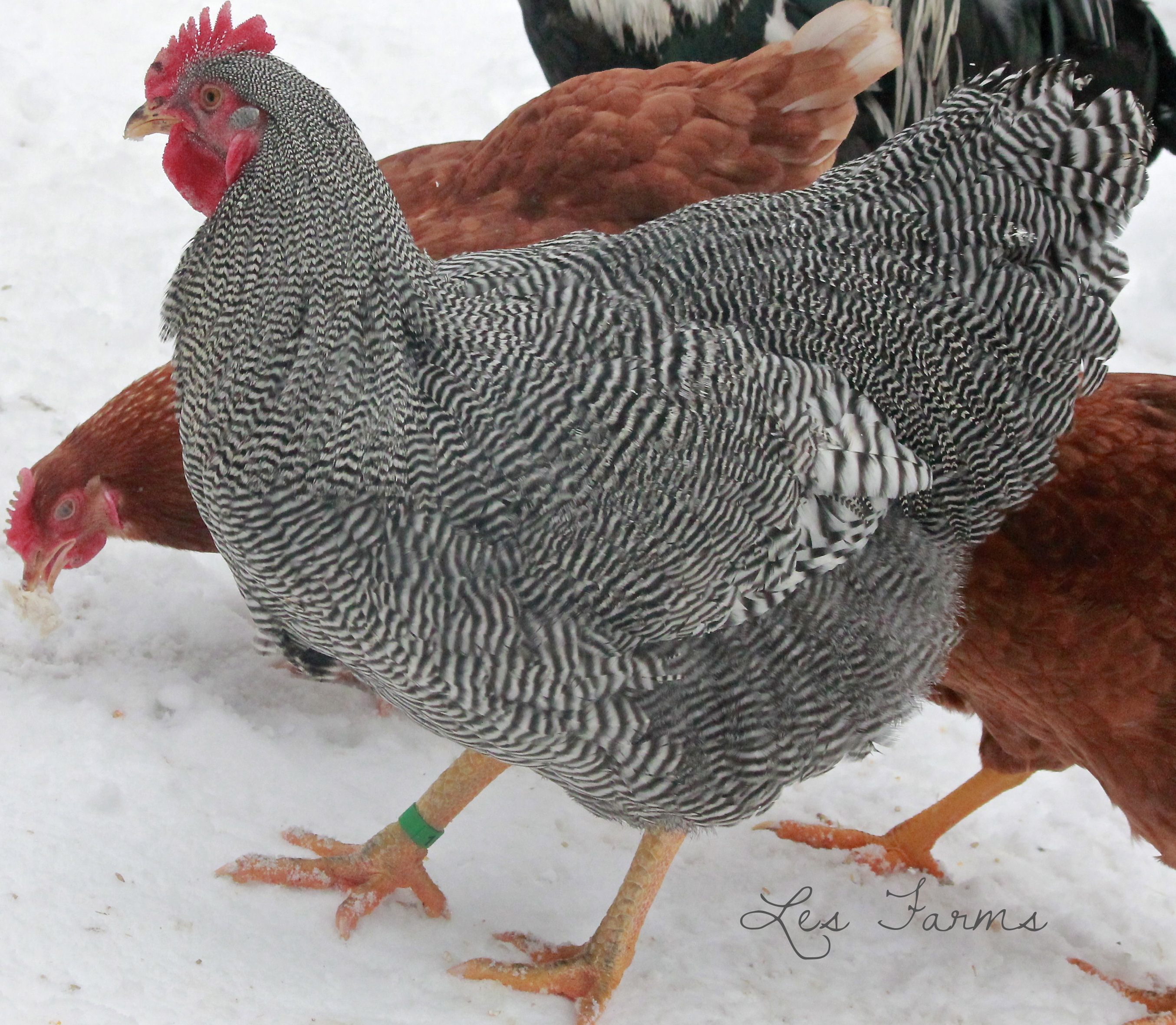 Gatsby, our 2014 breeding Barred Plymouth Rock #1 choice. He is 26 weeks old here. Hatched June 28th 2013