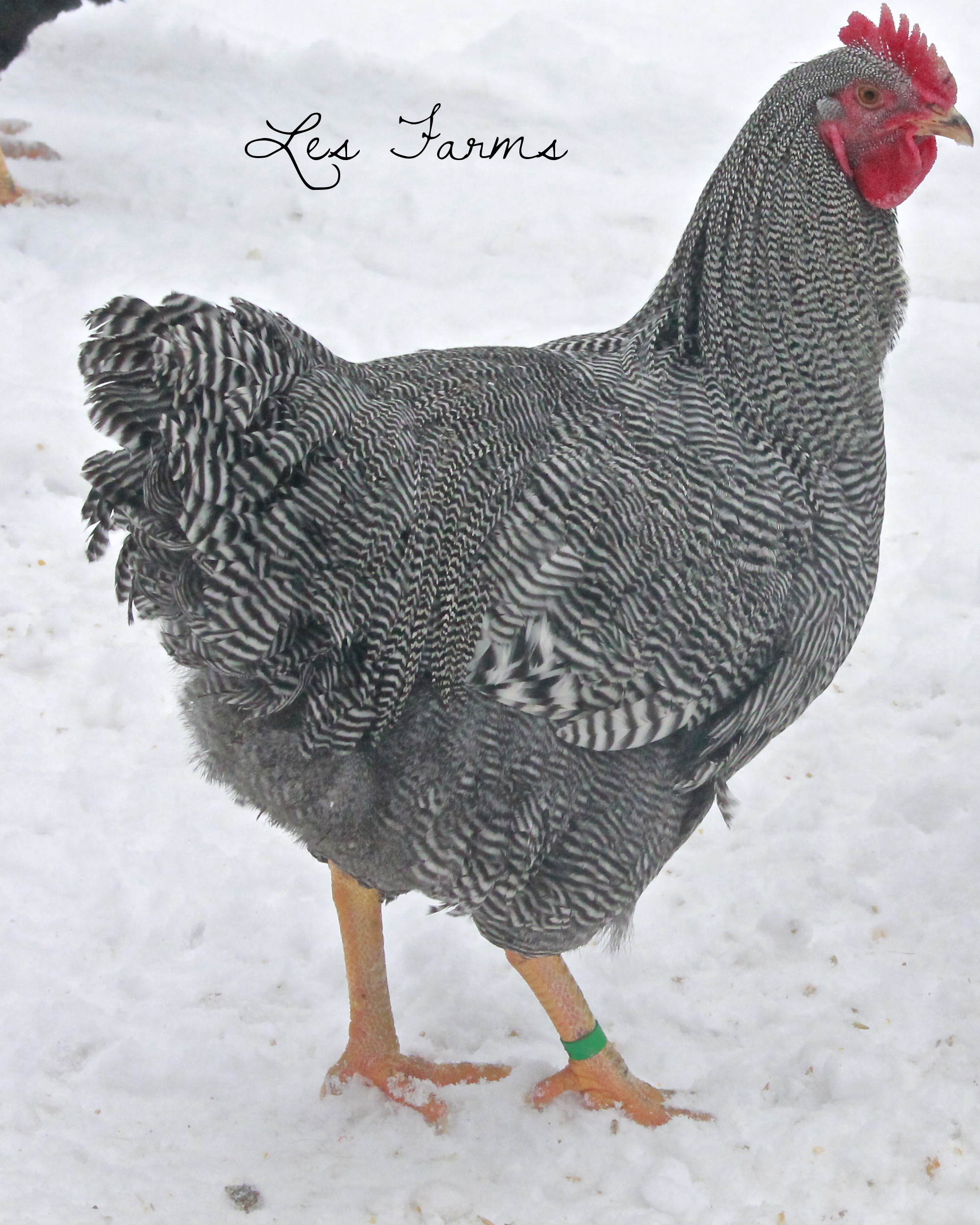 Gatsby, our 2014 breeding Barred Plymouth Rock #1 choice. He is 26 weeks old here. Hatched June 28th 2013