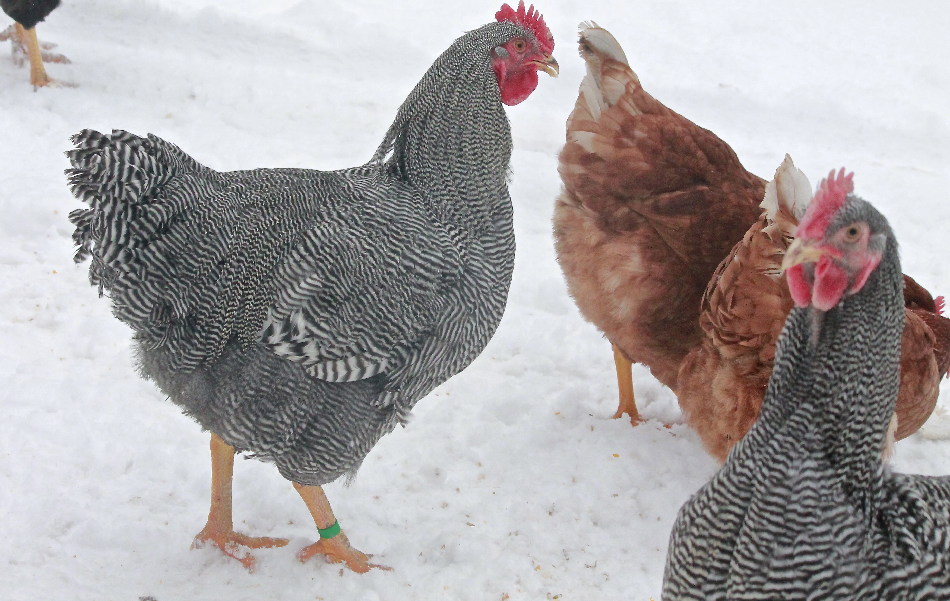 Gatsby, our 2014 breeding Barred Plymouth Rock #1 choice. He is 26 weeks old here. Hatched June 28th 2013