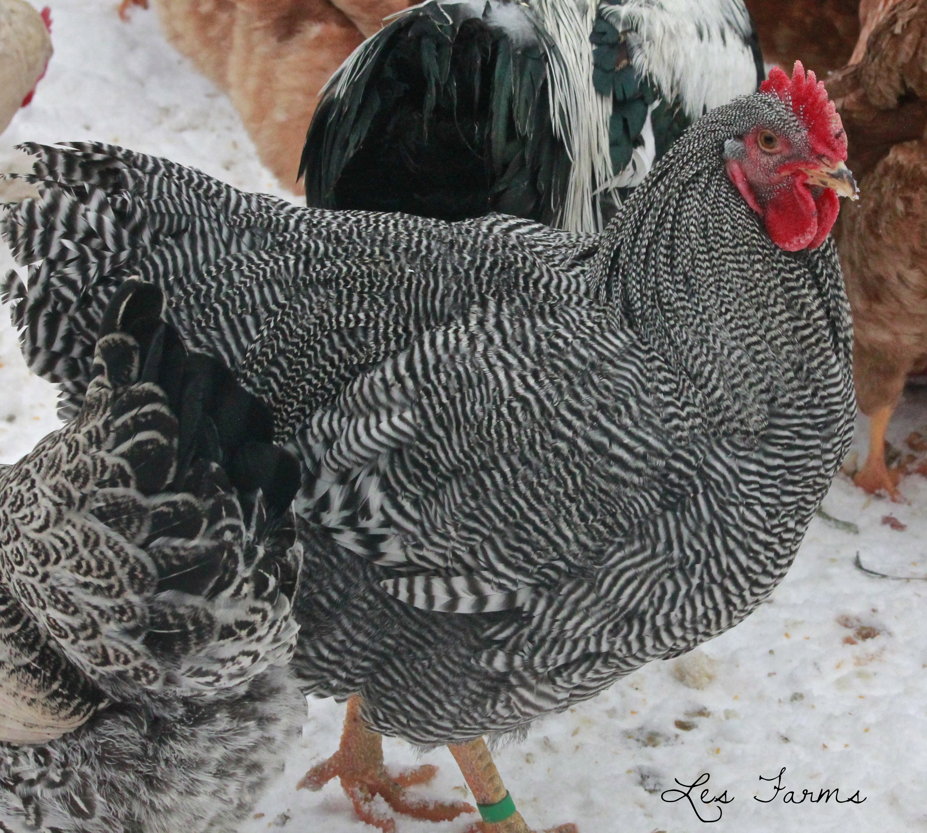 Gatsby, our 2014 breeding Barred Plymouth Rock #1 choice. He is 26 weeks old here. Hatched June 28th 2013