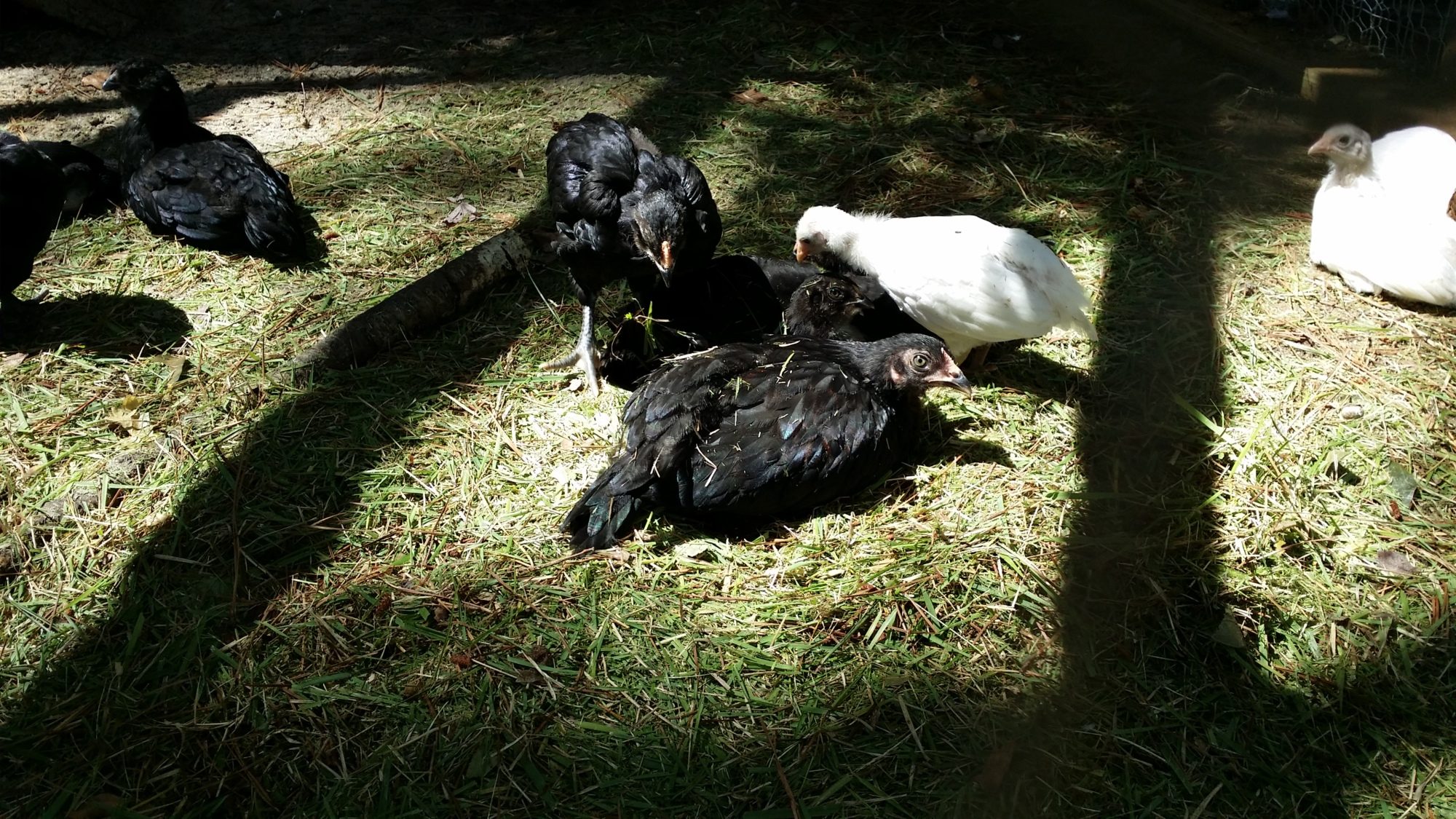 Gave the chicks grass clippings and they had a blast laying and scratching in it.