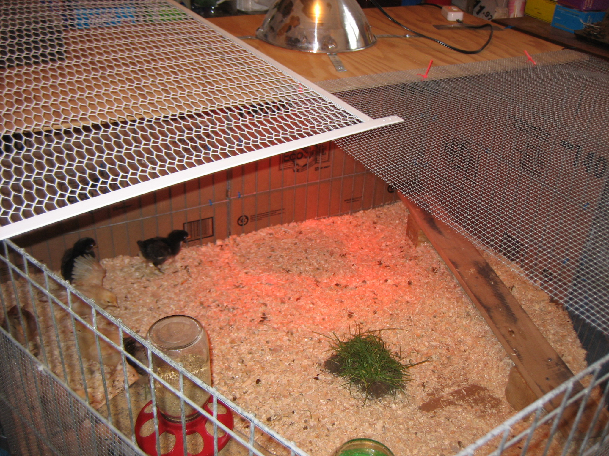 Gave them a little roost.