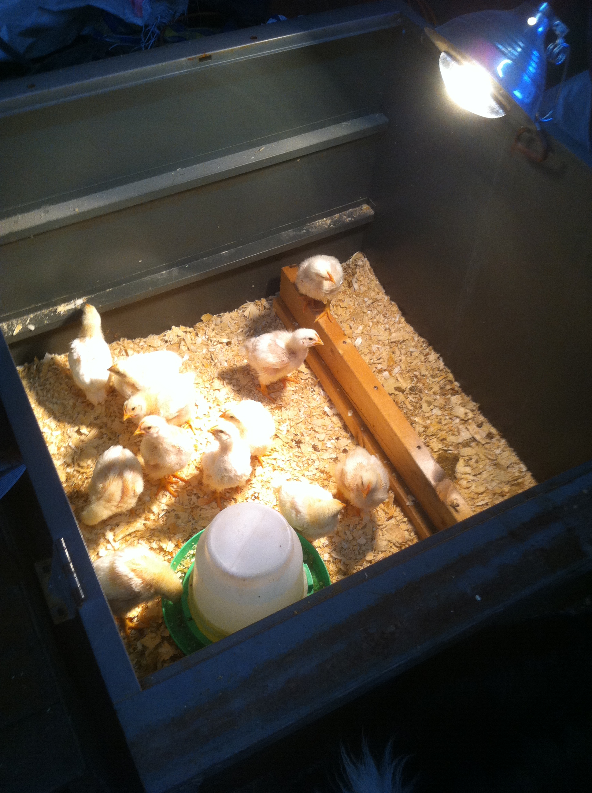 Gave them a roost...