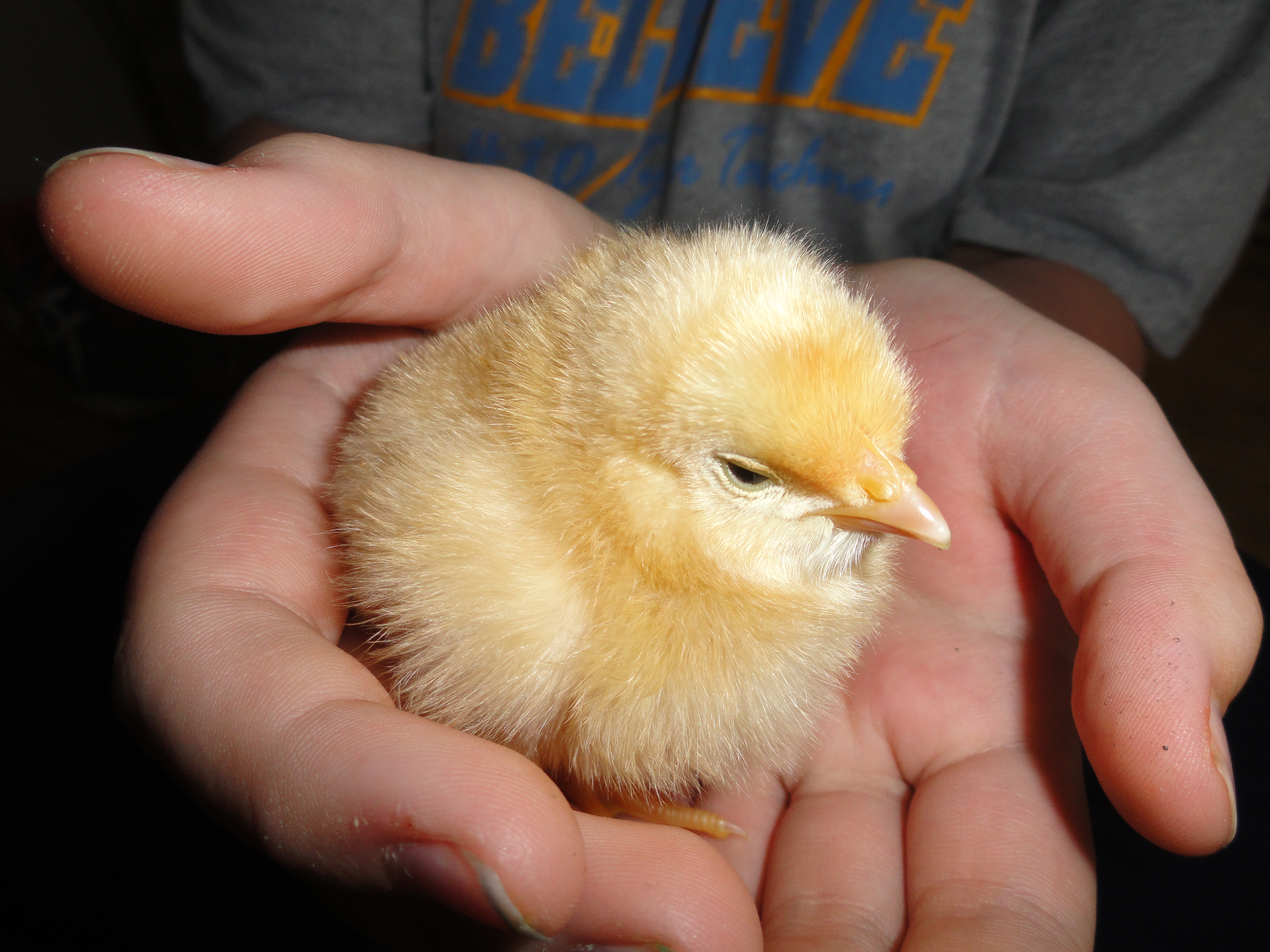 GeeGee (My son called it the Golden Goose)