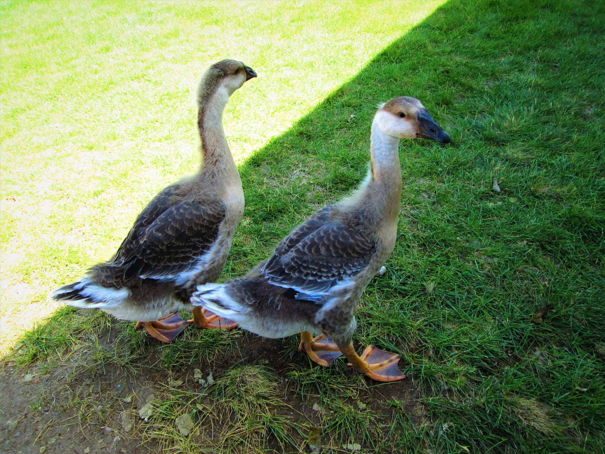 Geese 1