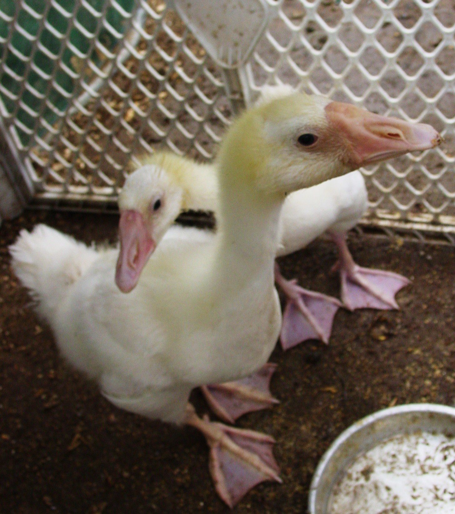 Geese after a Swim...