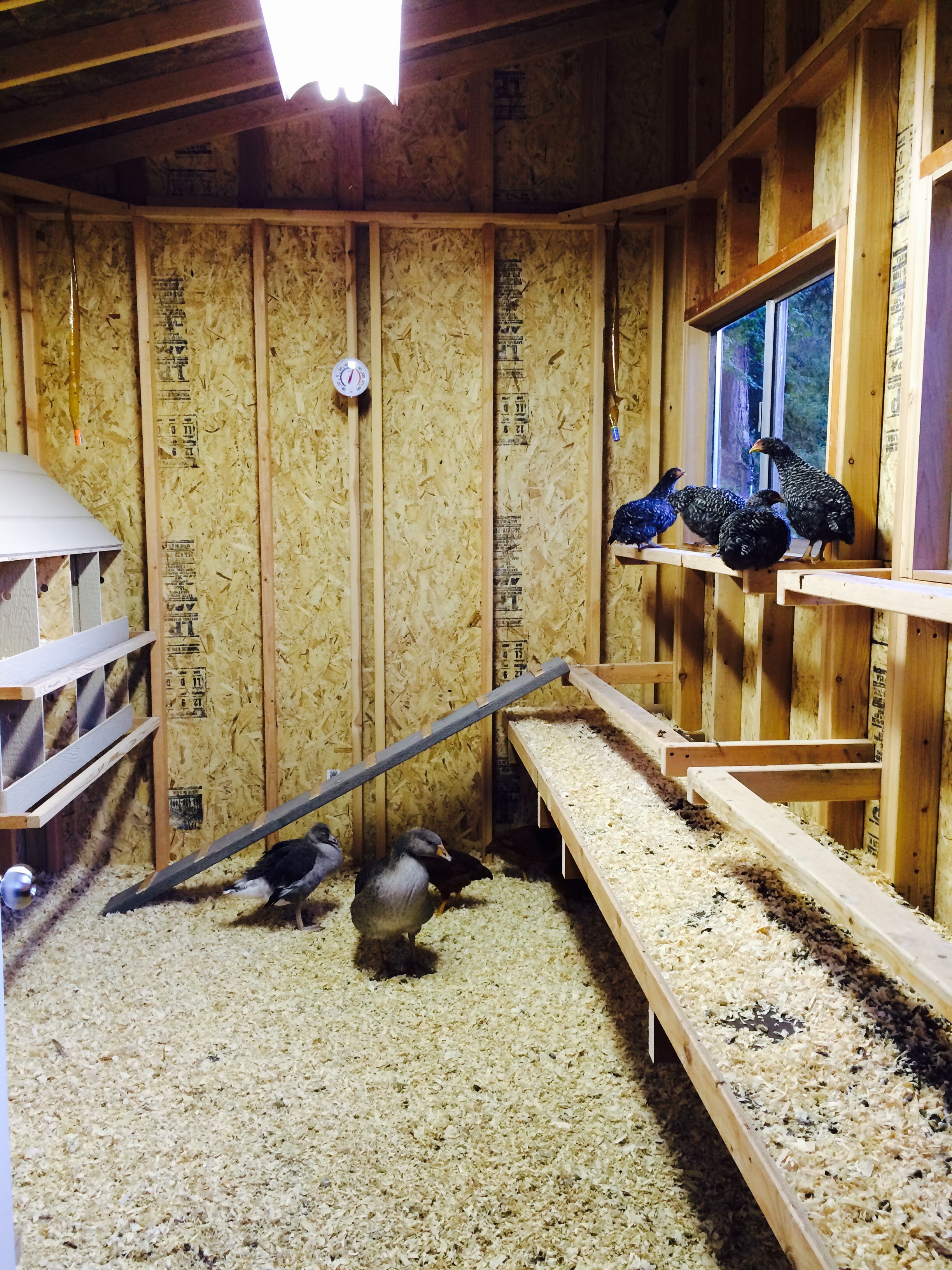 Geese and chickens all tucked in for the night. Two geese and nine chickens.