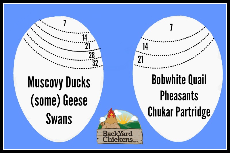 Geese-and-Quail