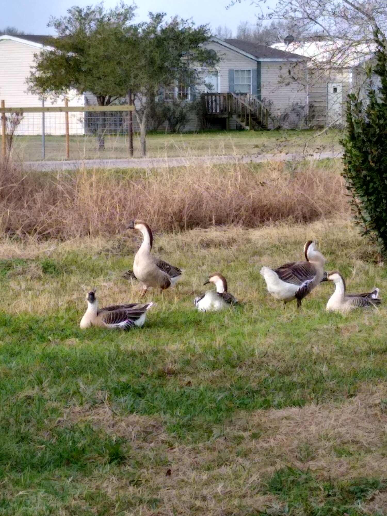 Geese being Geese