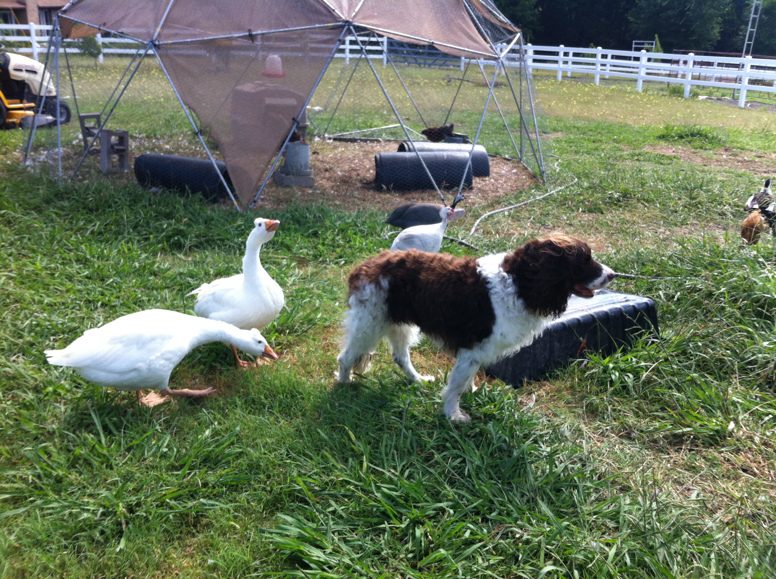 Geese checking out Spike