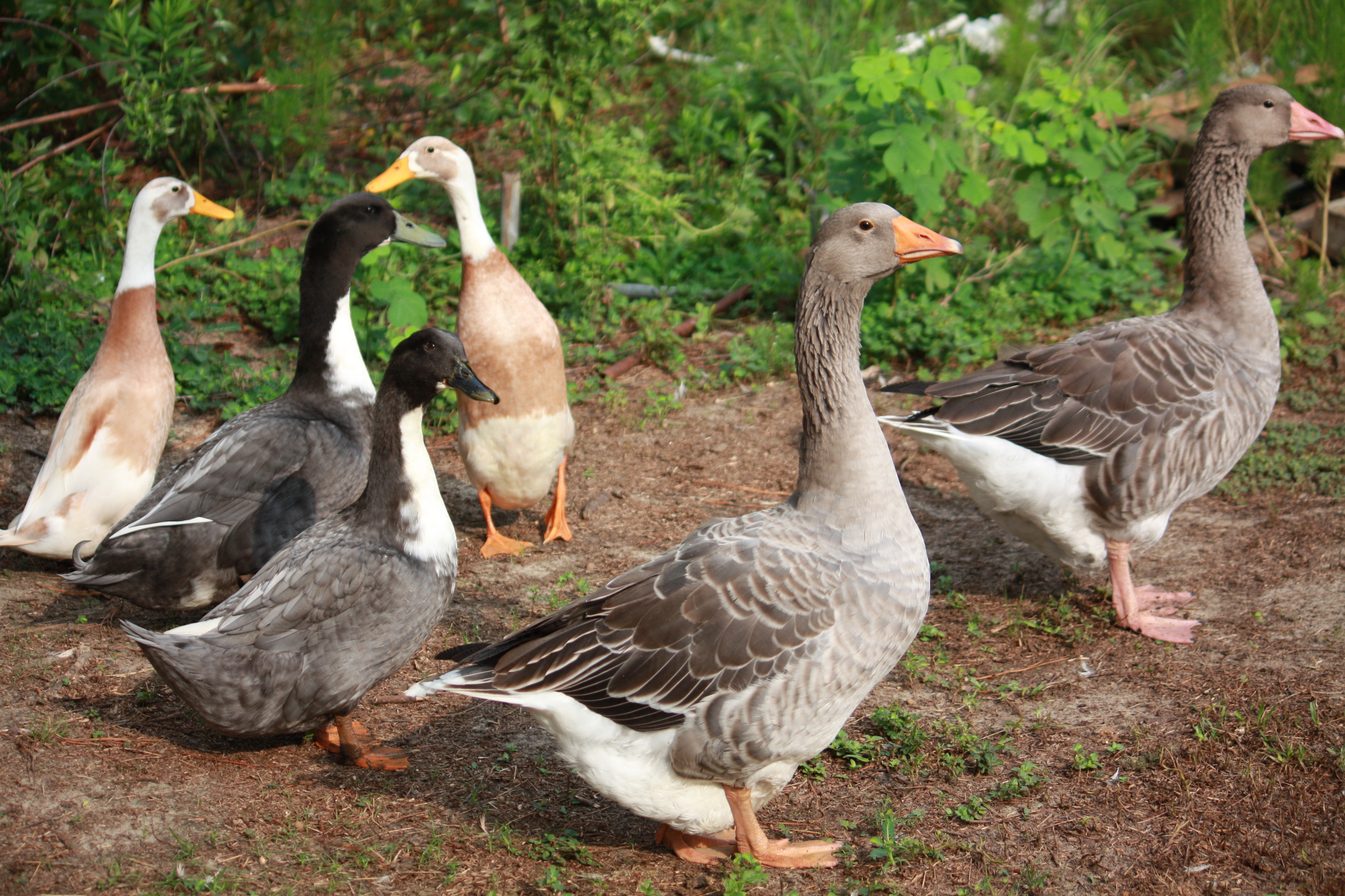 Geese & Ducks