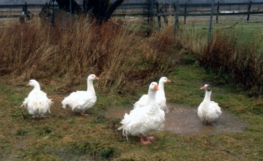 Geese enjoying january thaw puddles.