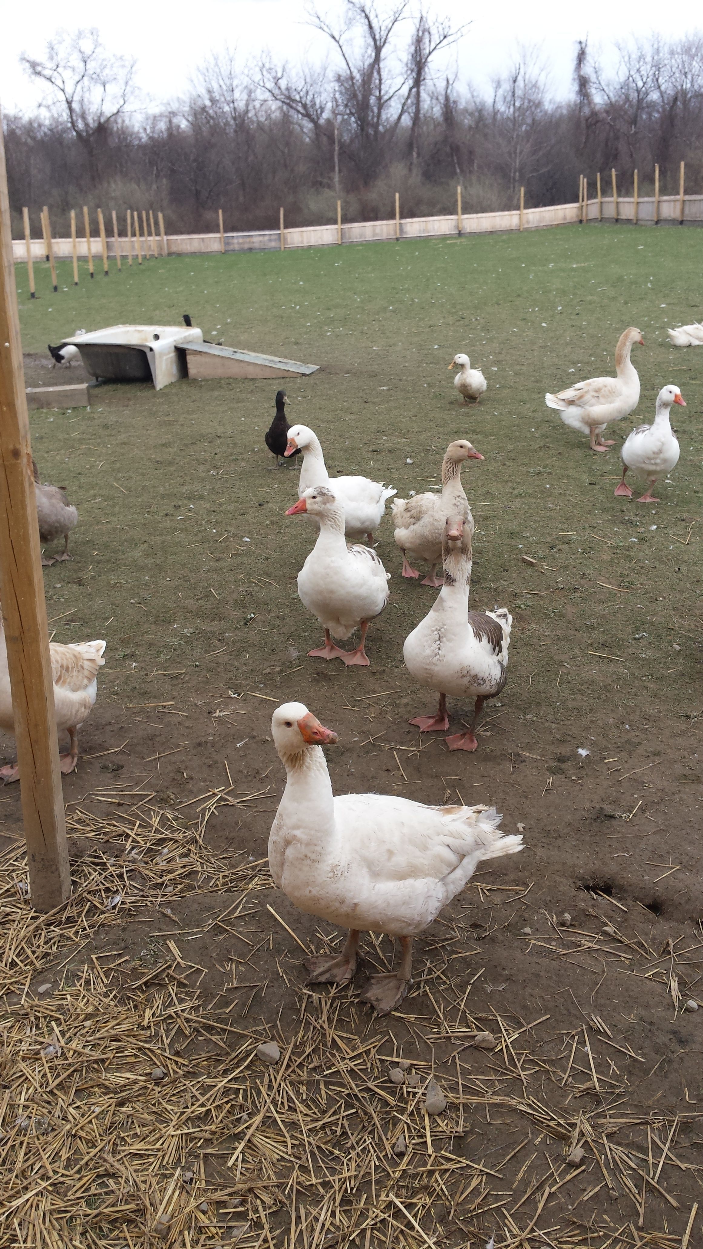 Geese having a good time