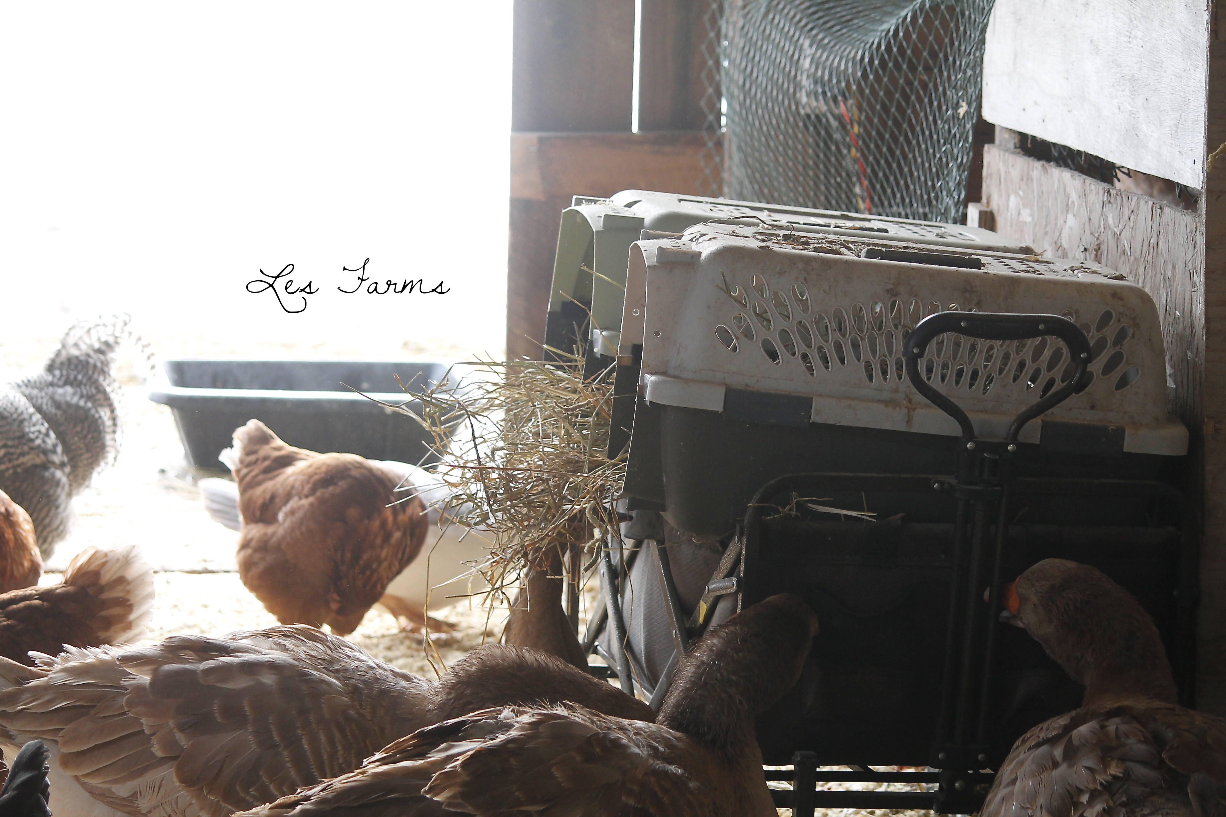 Geese inspecting our new temporary nesting area.