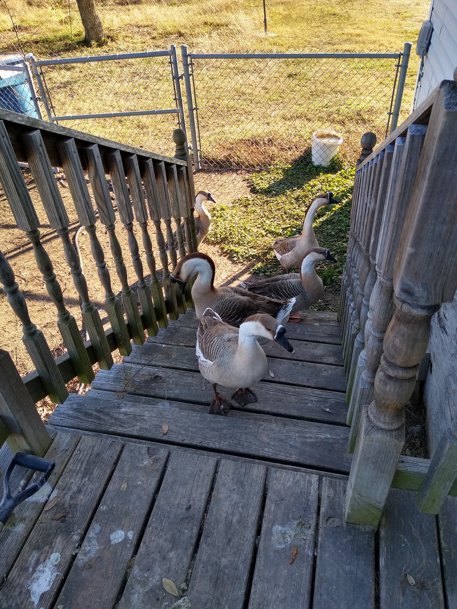 Geese on porch steps