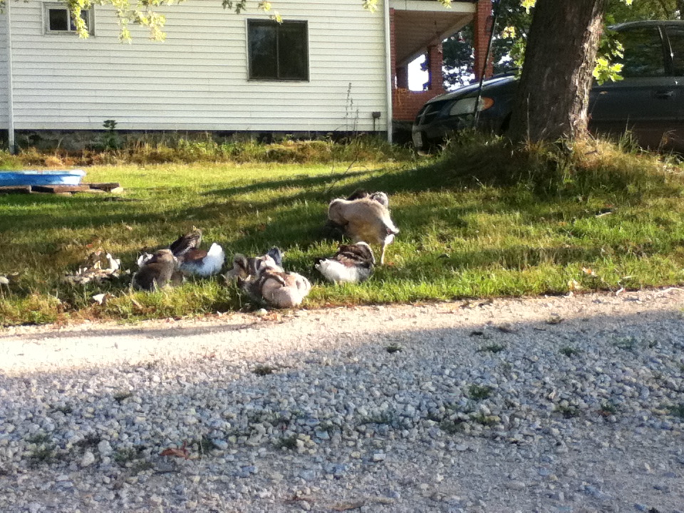Geese taking a rest near the duck pool