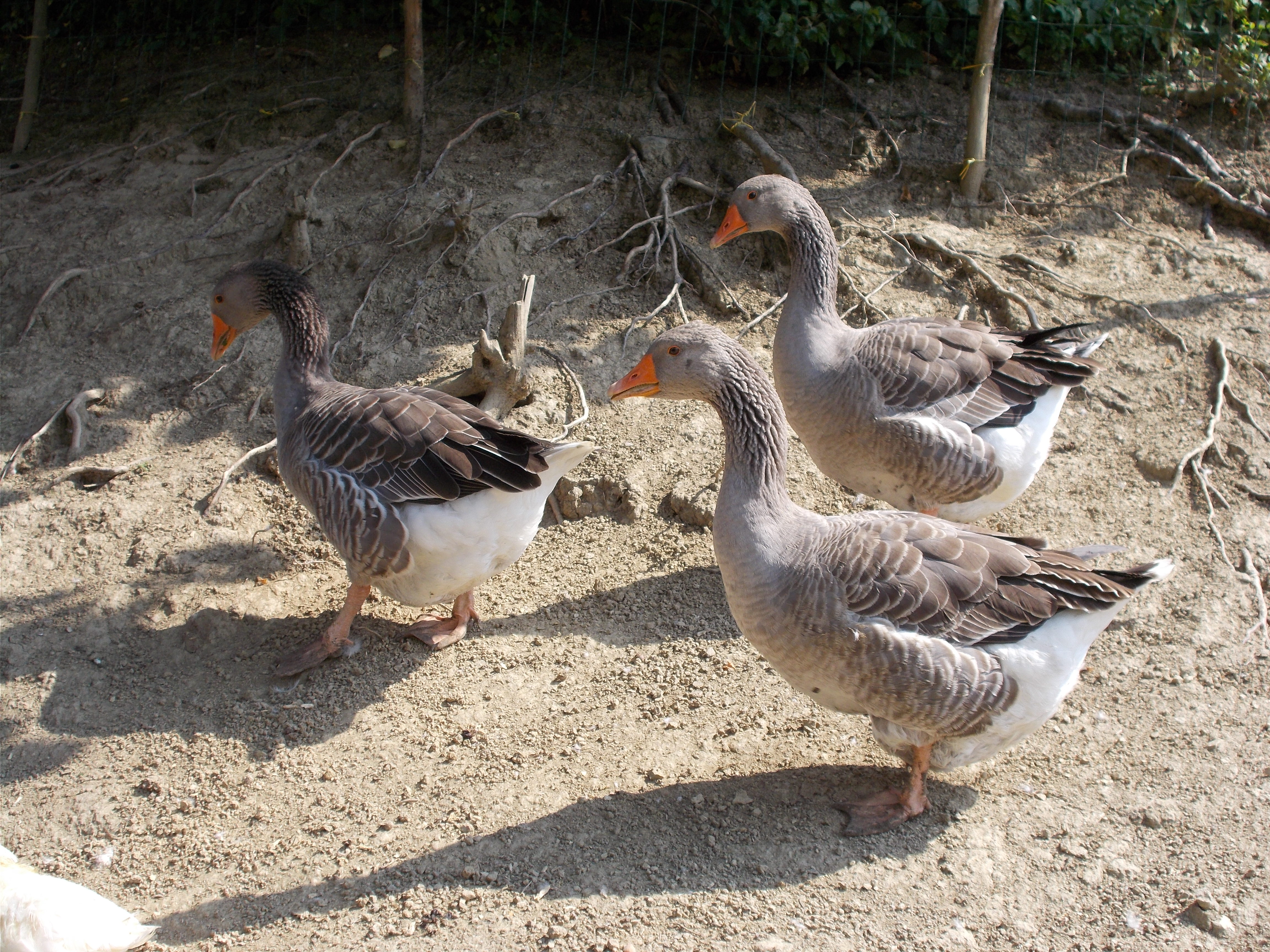 Geese