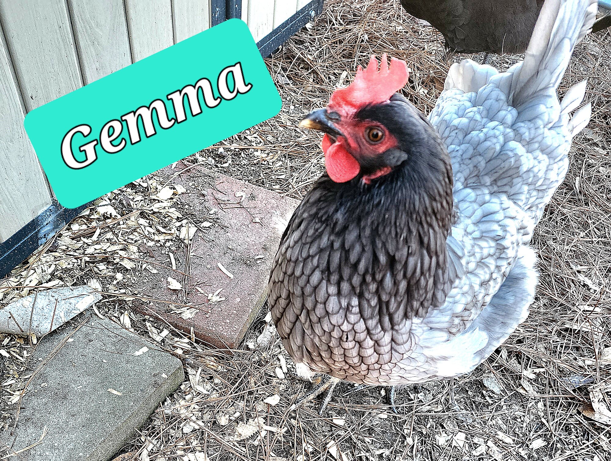 Gemma