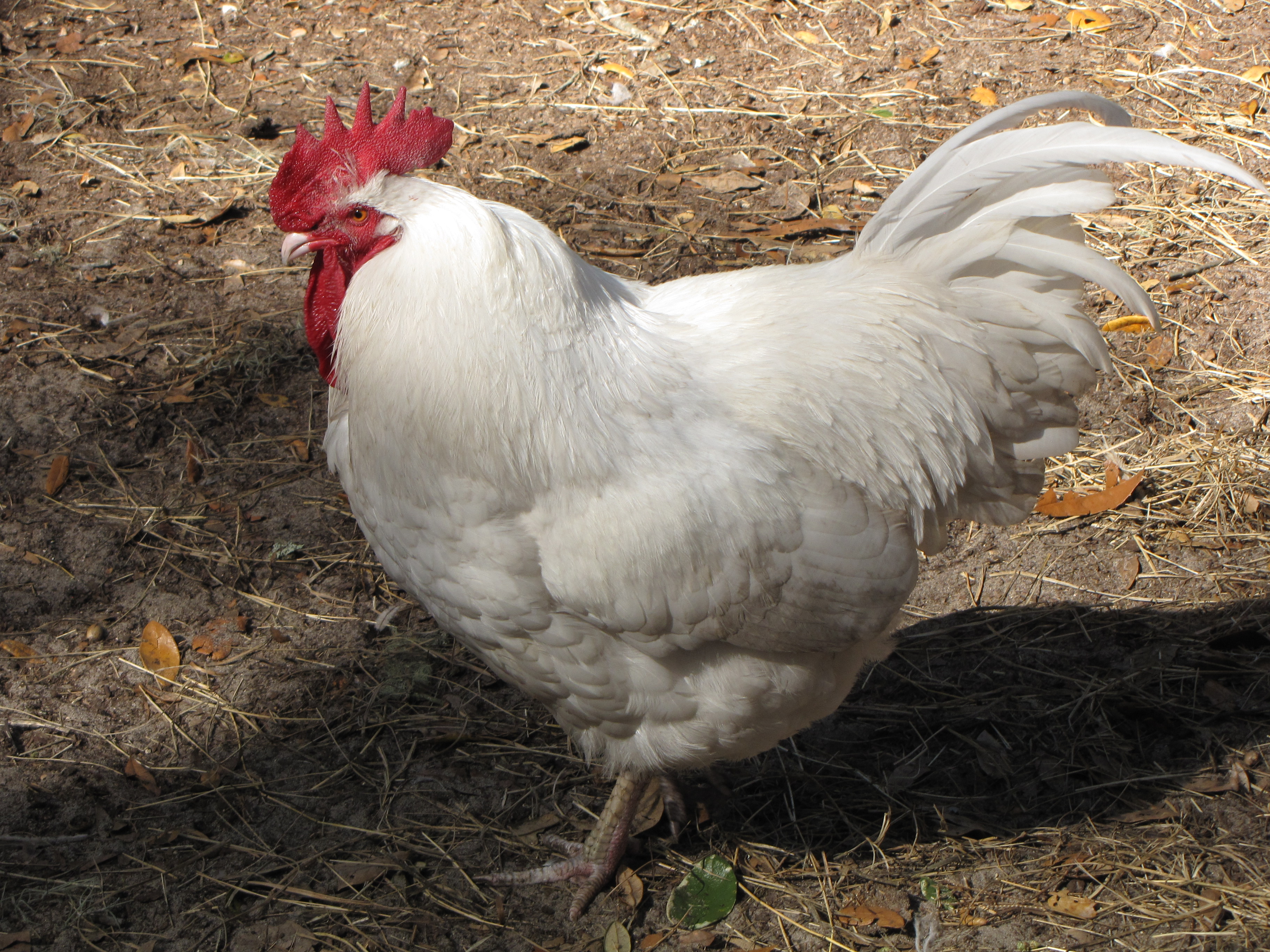 General Greivous, gone to the Hen House in Callahan, FL.