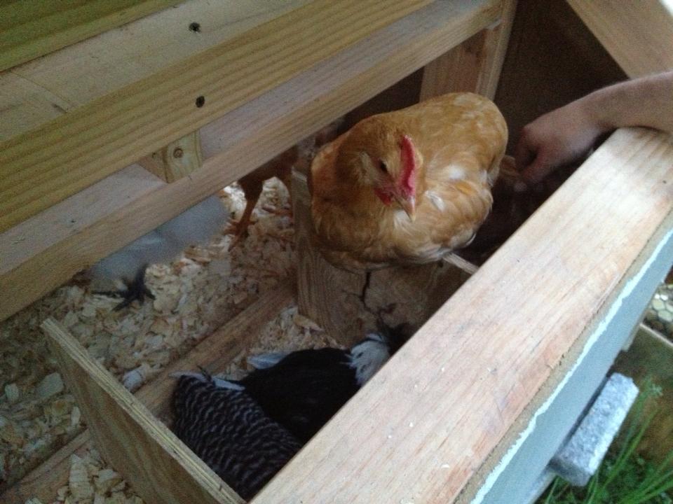 General likes to roost on top of the nesting boxes