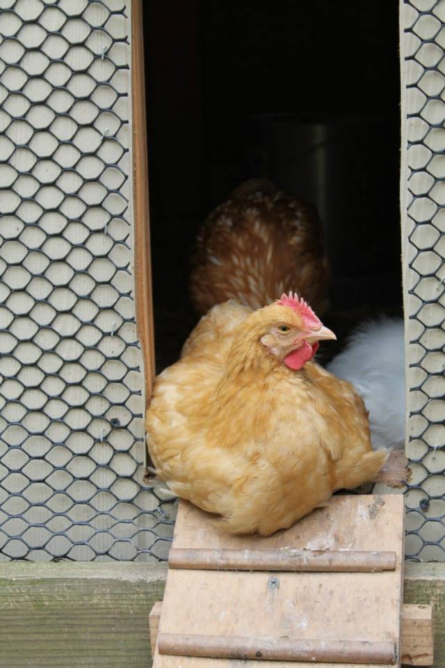 General nesting in the coop entrance