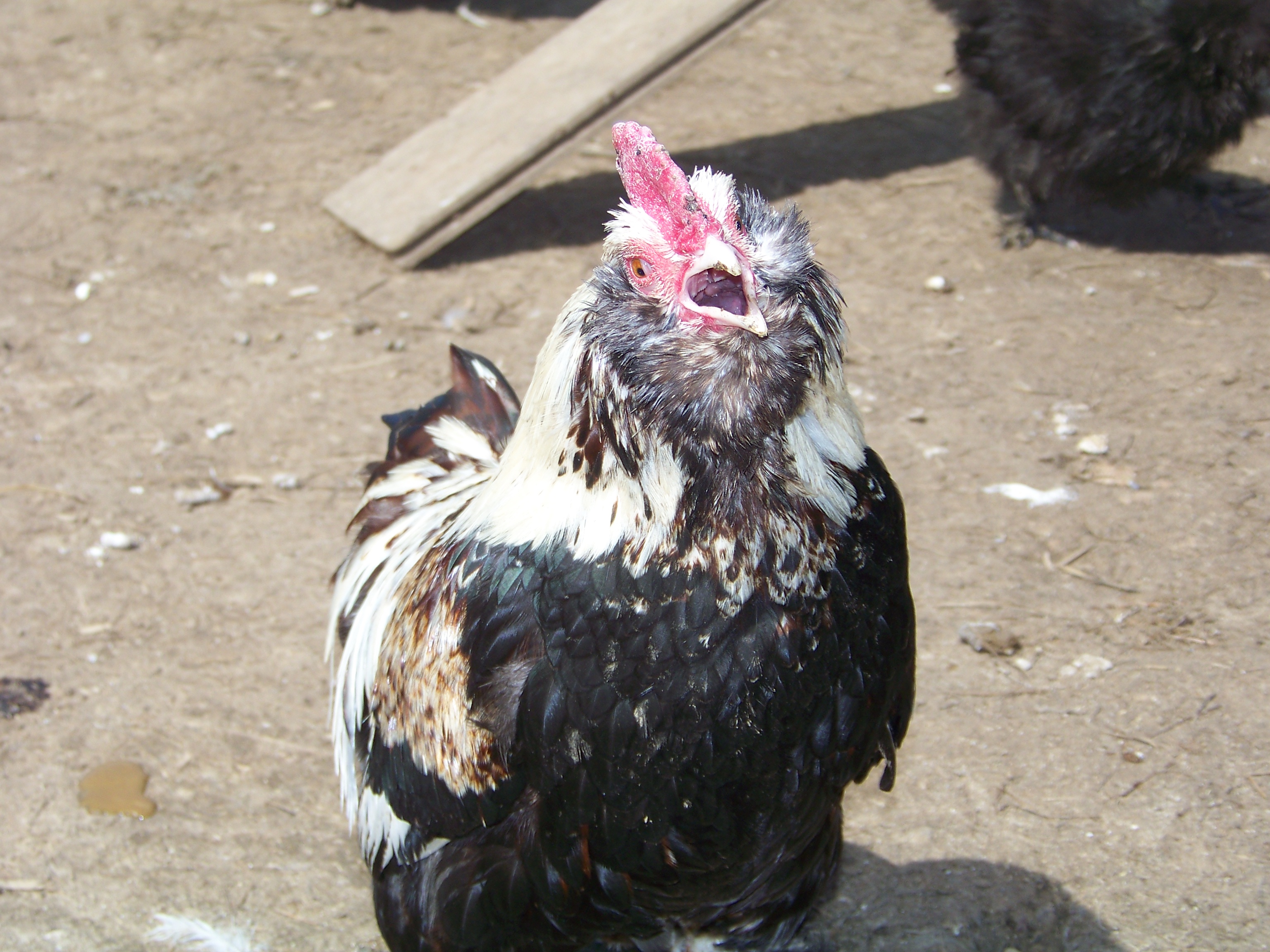 General (Salmon Faverolles bantam roo) doing his manly duty.