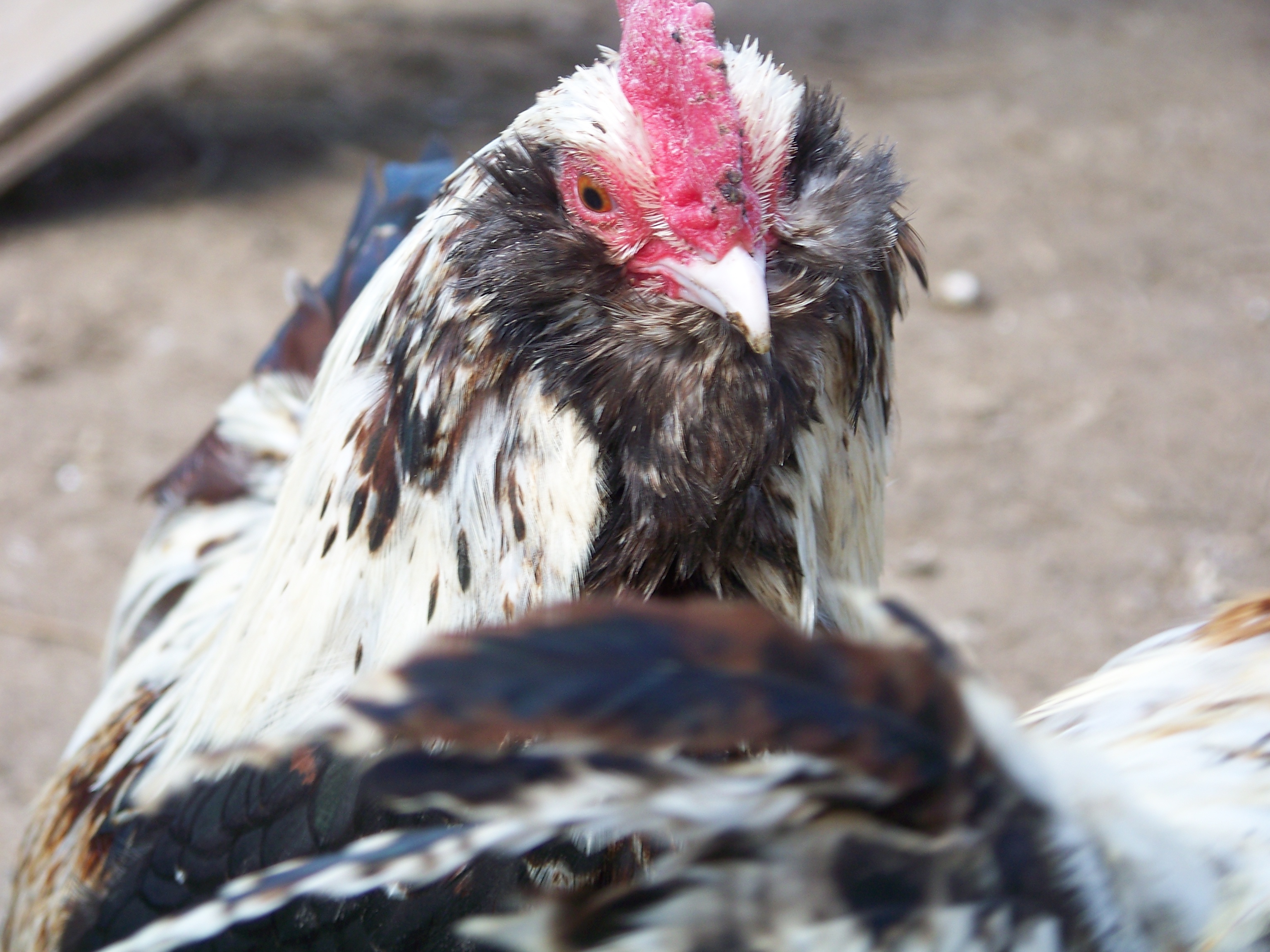 "General" (Salmon Faverolles bantam roo) - playing cute.