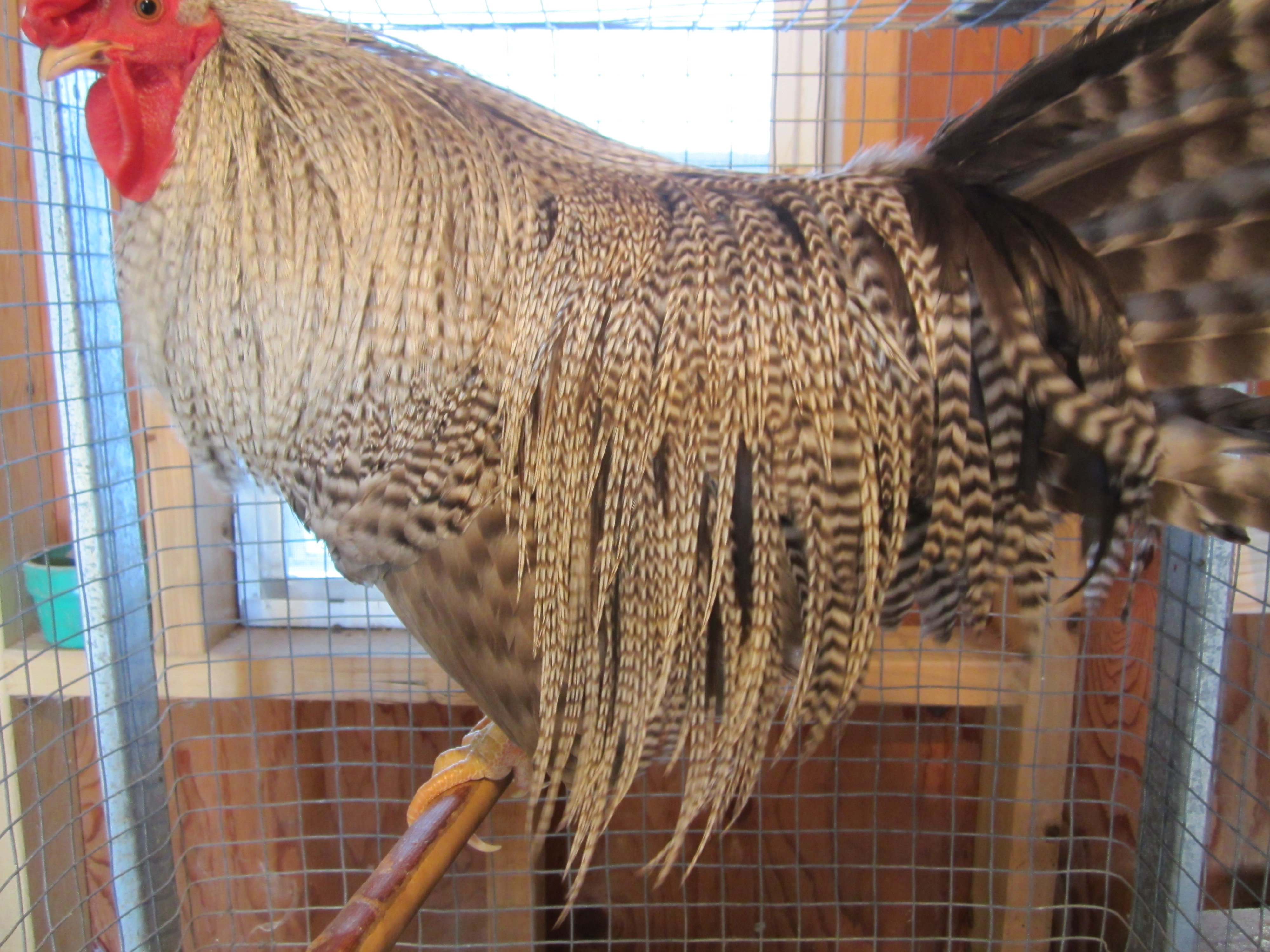 Genetic Barred Dun Rooster - English Line - 10.5 month old. -  Future Breeder
Beautiful Cape and  Saddle.