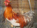 Genetic Ginger Hackle Bird - 2 yrs old. - This color is a necessity in making many traditional fly patterns. This bird has great color and sheen - Quality in both the Cape and Saddle