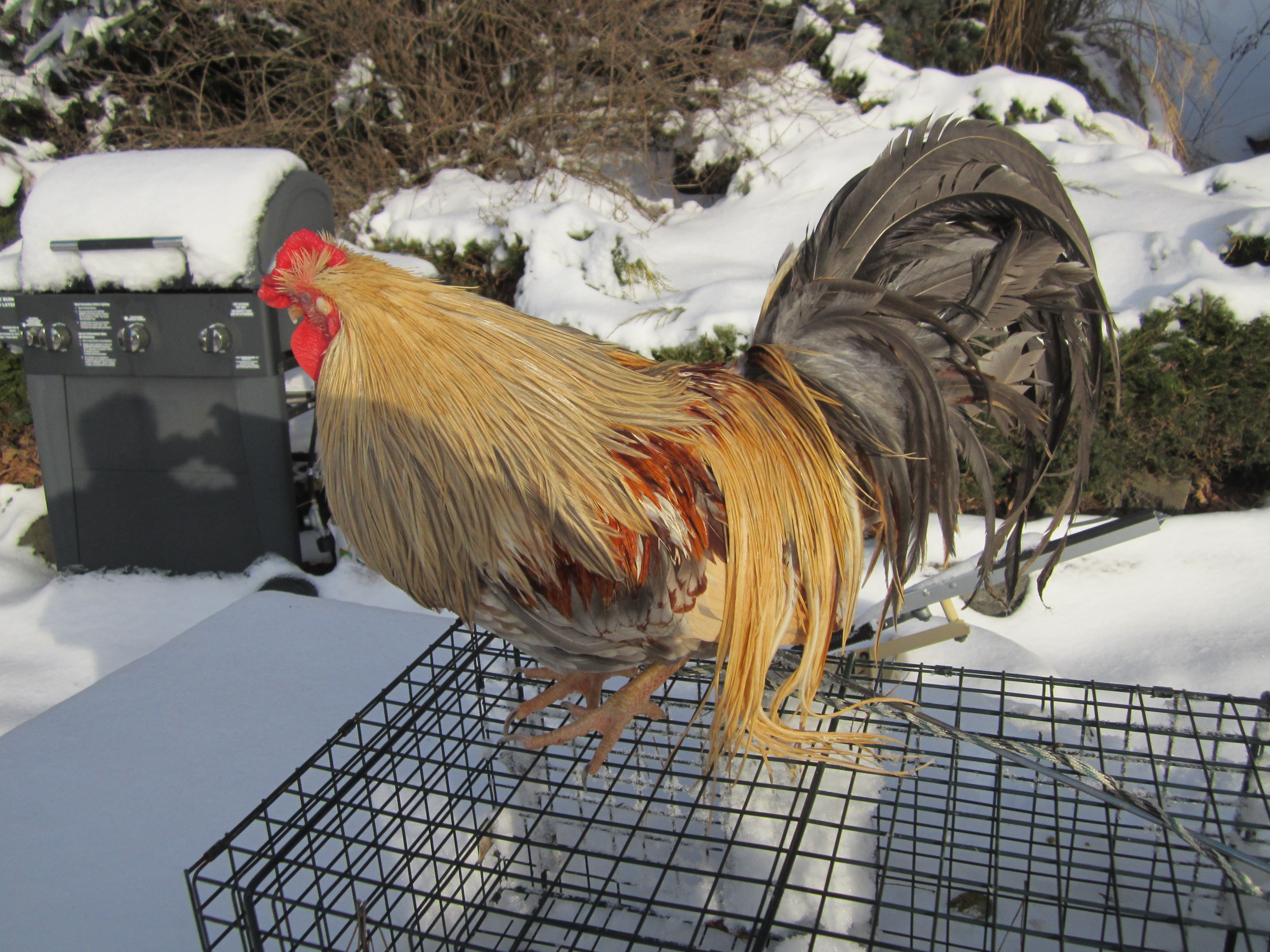 Genetic Golden Dun Hackle Rooster - 10.5 months old and saddles are dragging on the ground.. This bird is the result of one of my crosses from last season -  Future breeder