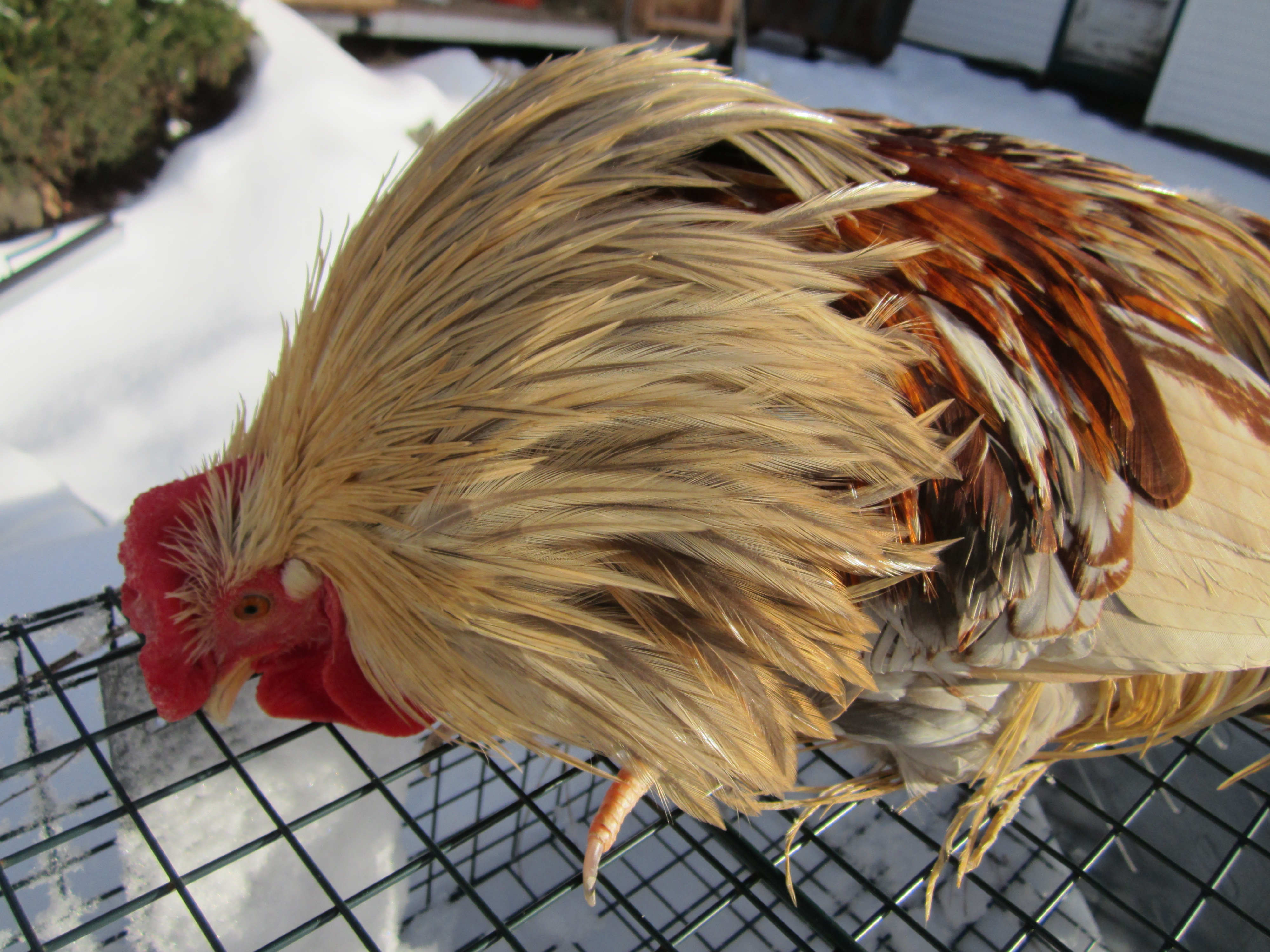 Genetic Golden Dun Rooster - Cape Shot - Feathers display the badger pattern with Dun core and Golden Edges - 10.5 months old - future breeder