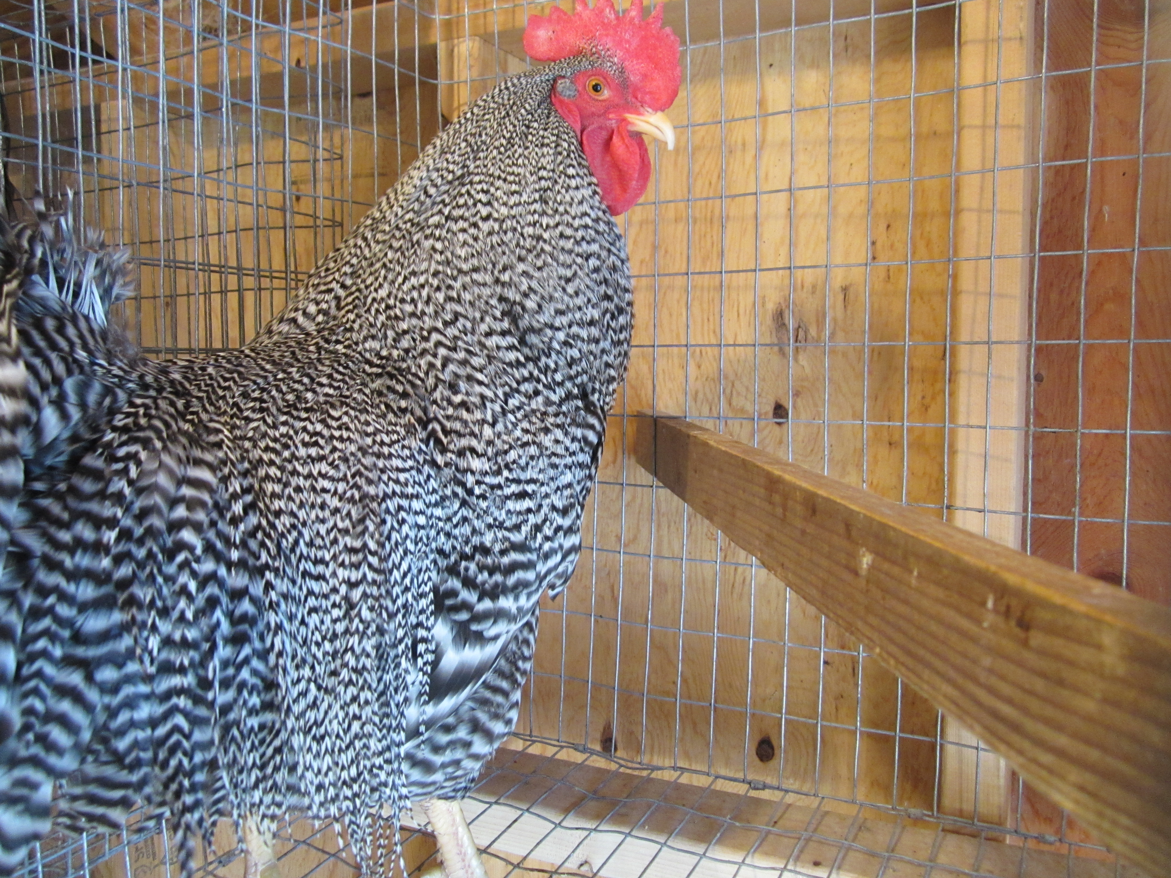 Genetic Grizzly Hackle Rooster - 10.5 months old - Great Cape and Saddles but much slower growing than some of the others. You have to be patient with the grizzlies.