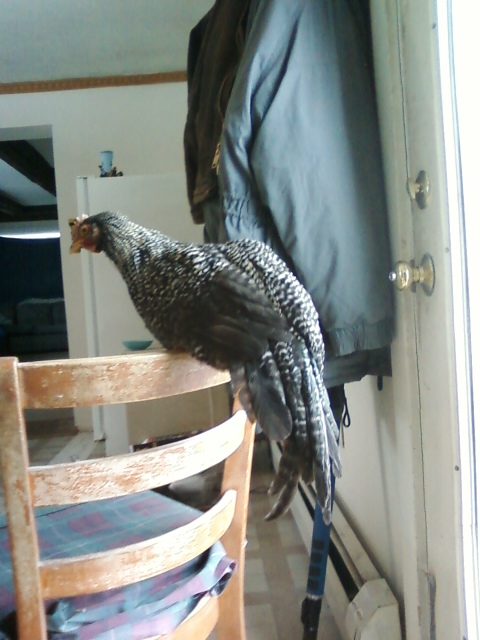 Genetic hackle cross at 10 weeks old.