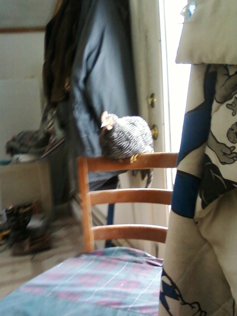 Genetic hackle rooster guarding my chair.