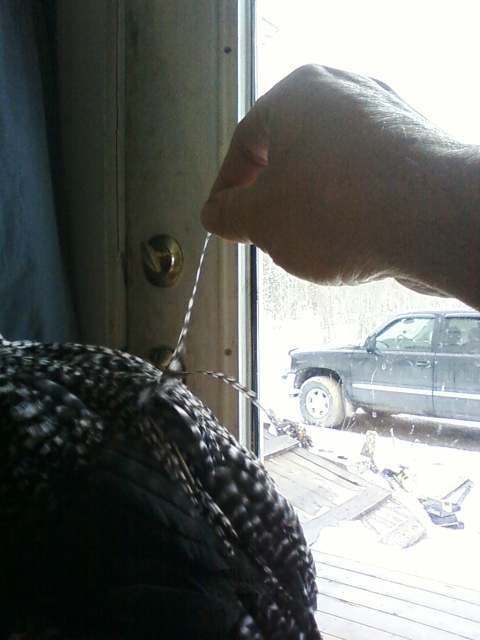 Genetic hackle saddle at 10 weeks.