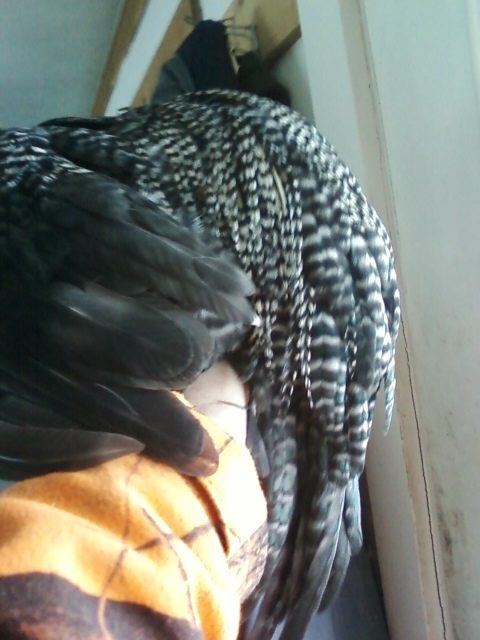 Genetic Hackle Saddle feathers 5" at 10 weeks old.