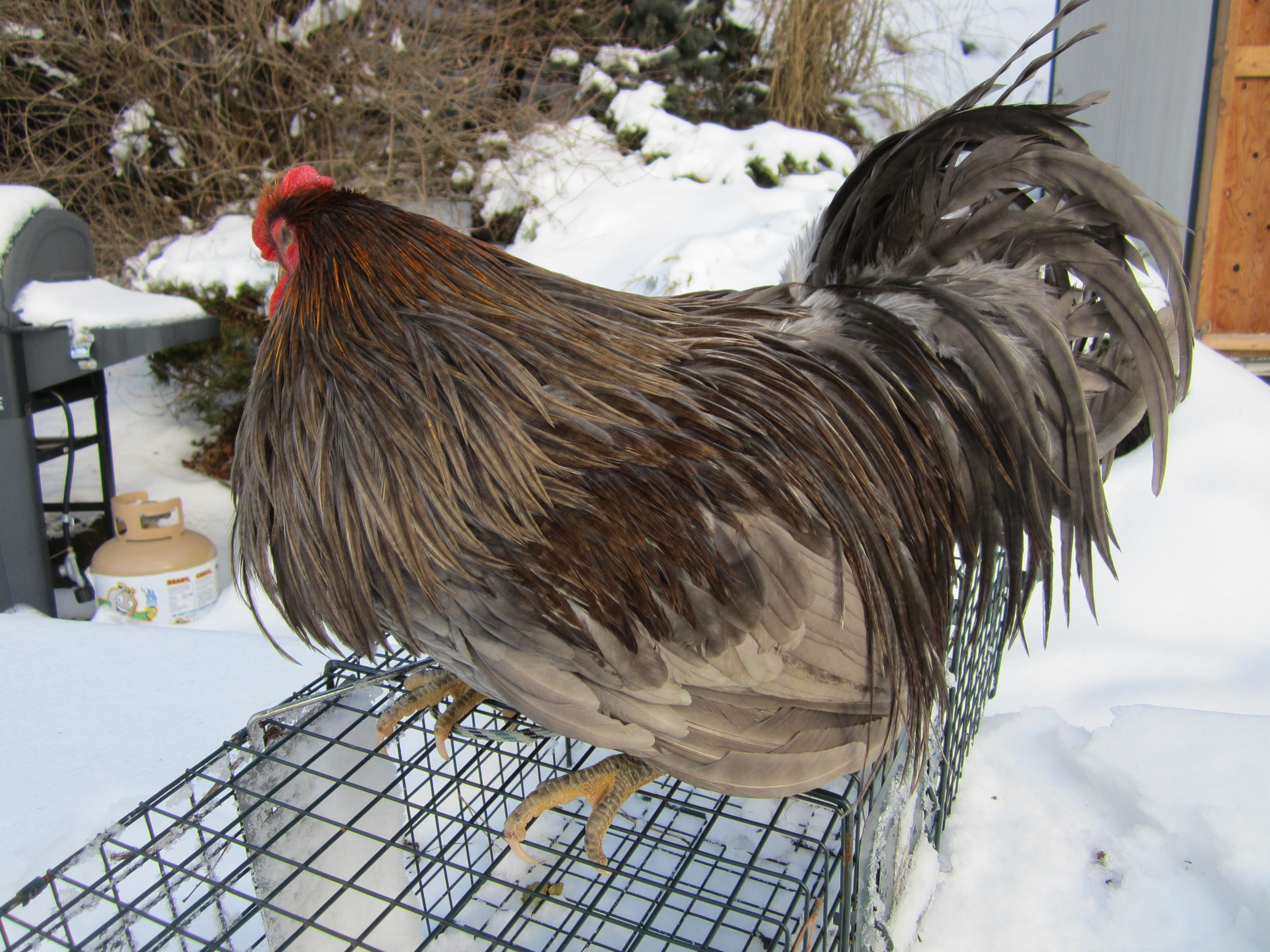 Genetic Rusty Dun Hackle Rooster - 10.5 months - future breeder - This is a beautiful color pattern that is popular with fly tyers. These are also slow growers.