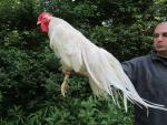 Genetic White Hackle Rooster - English Line - 1.5 yrs. old - This is a super bird that has both a high quality cape and saddle.