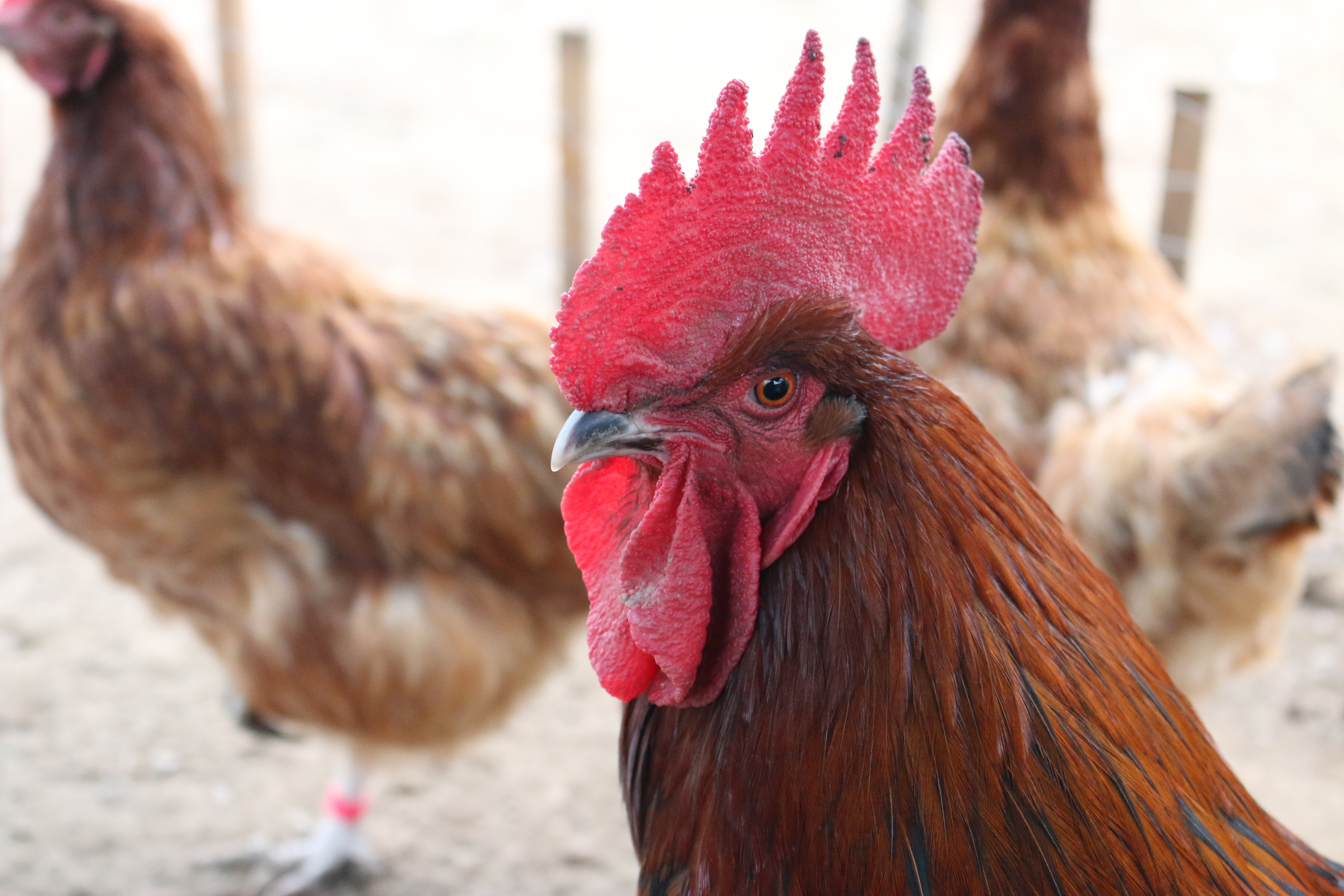 gengis   black rock rooster