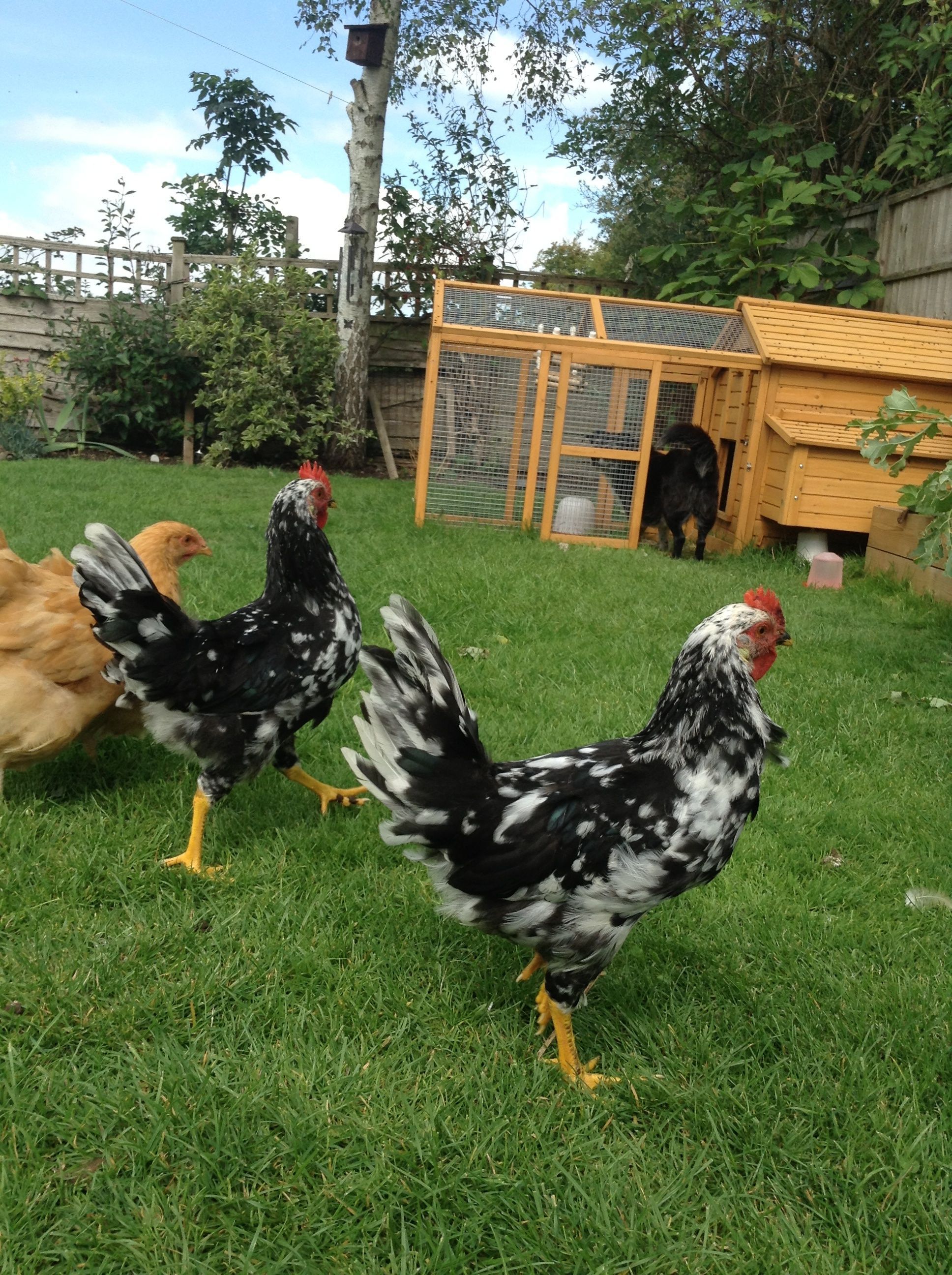 Geoffrey, Zen and Biscuit